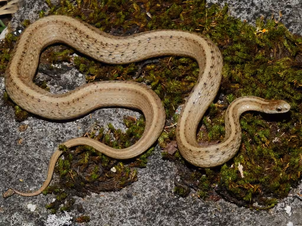 DeKay's Brownsnake