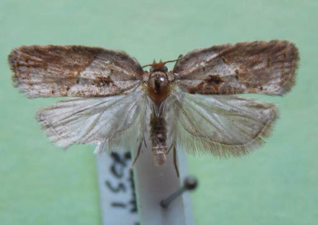 Inane Acleris, Adult