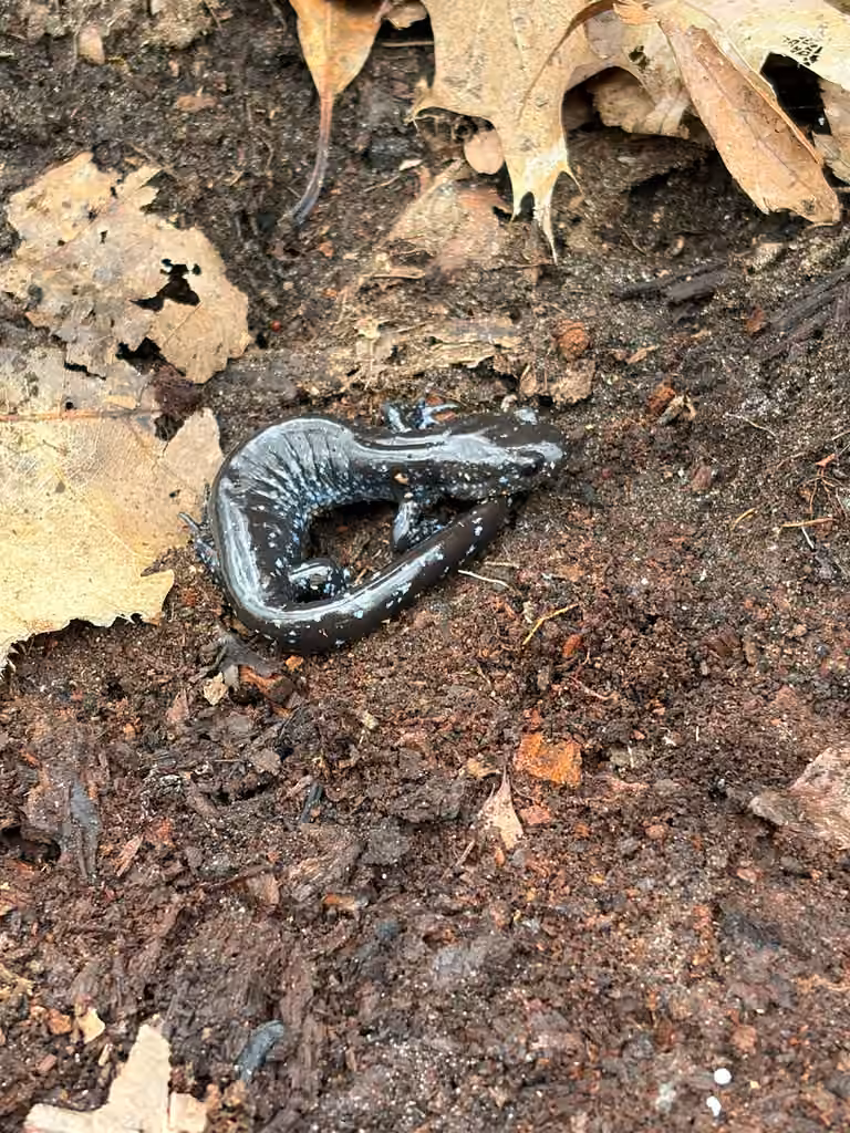 Blue-spotted Salamander, Juvenile