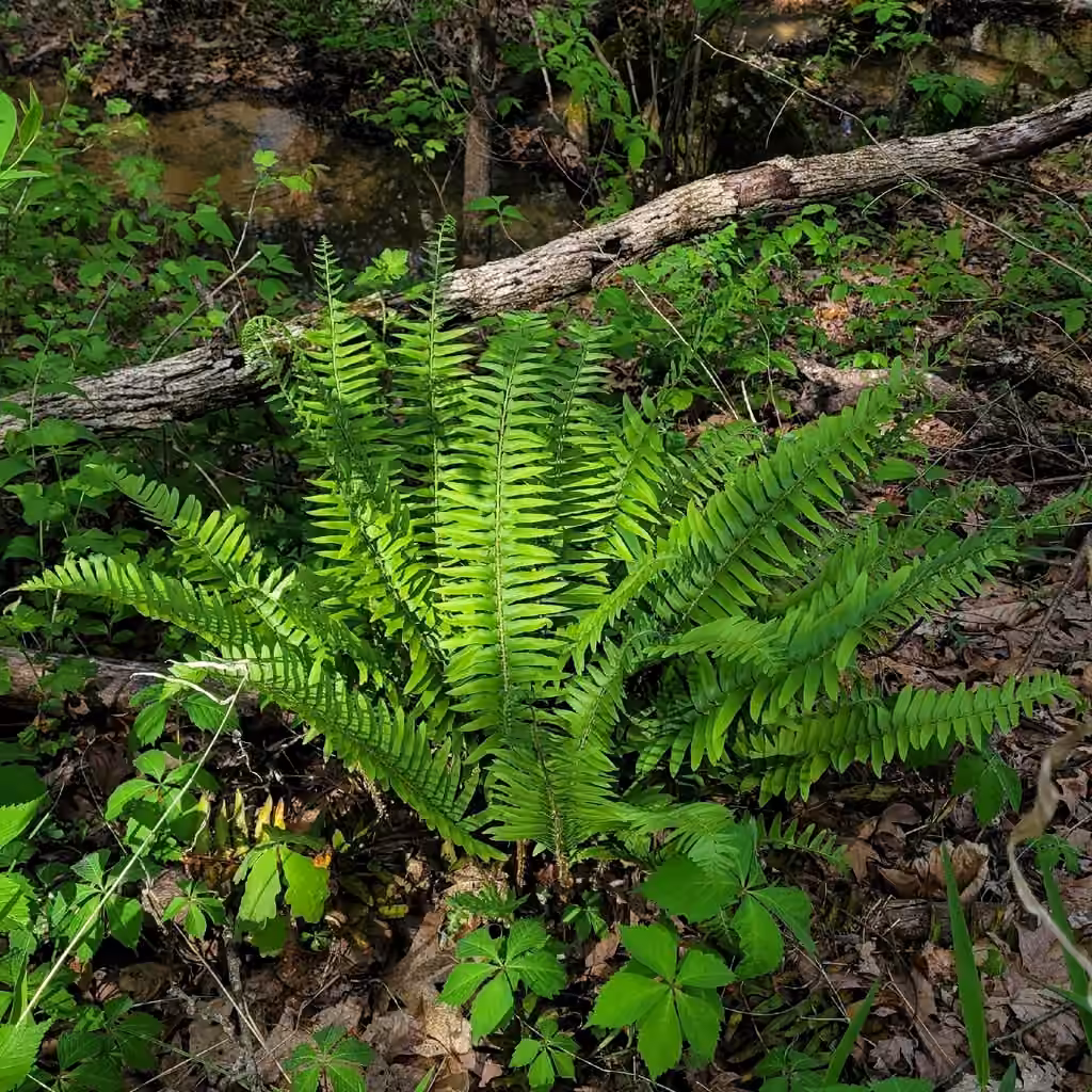Christmas fern