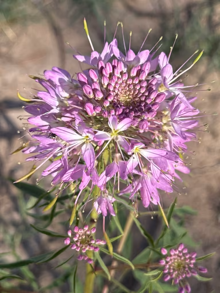 Rocky Mountain Beeweed, In flower
