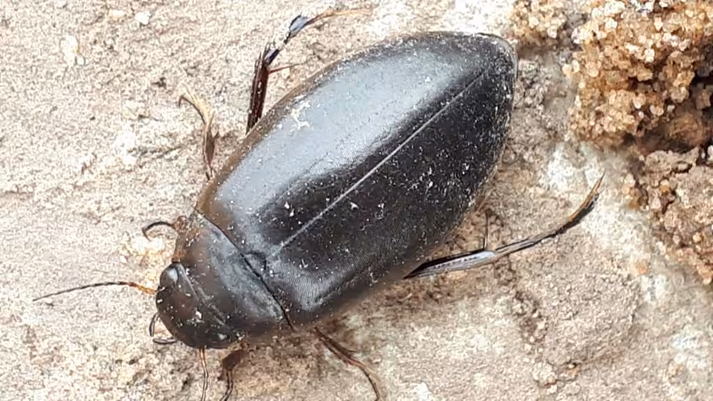Paykull's Predaceous Diving Beetle, photo 1 of 5