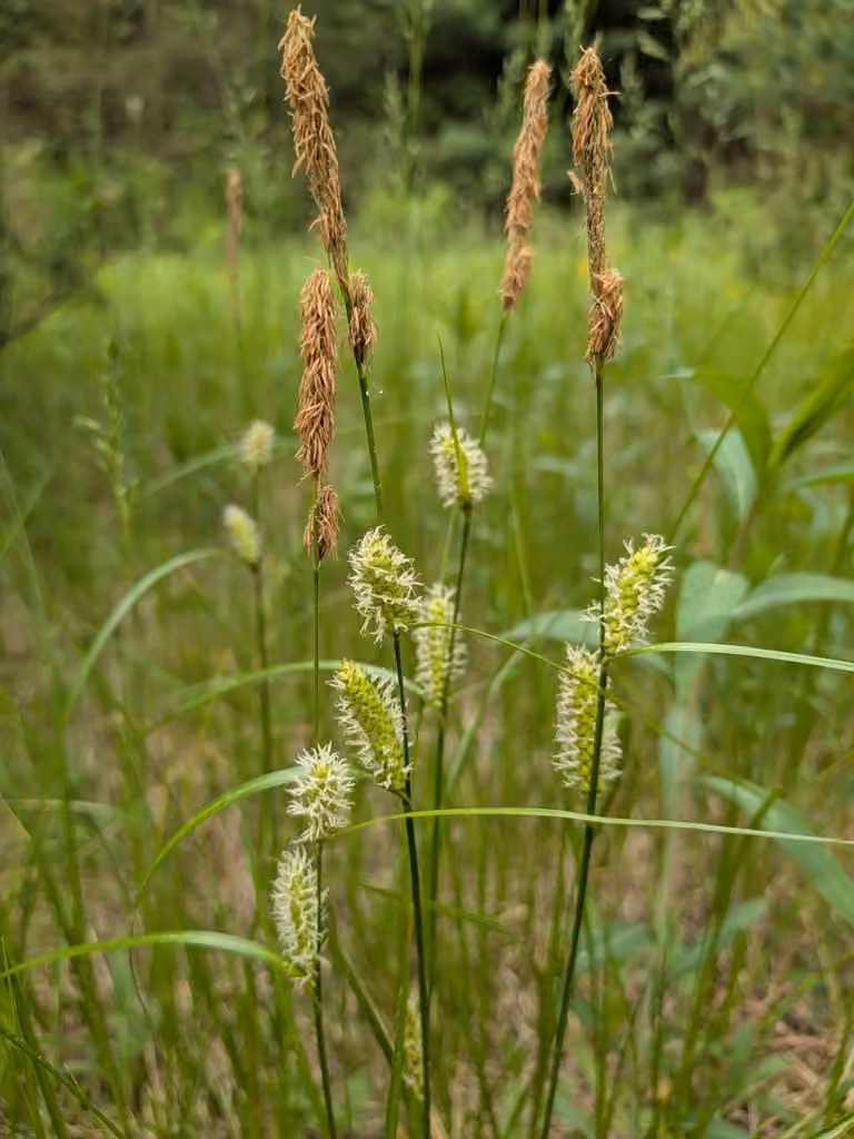 Woolly sedge, In flower