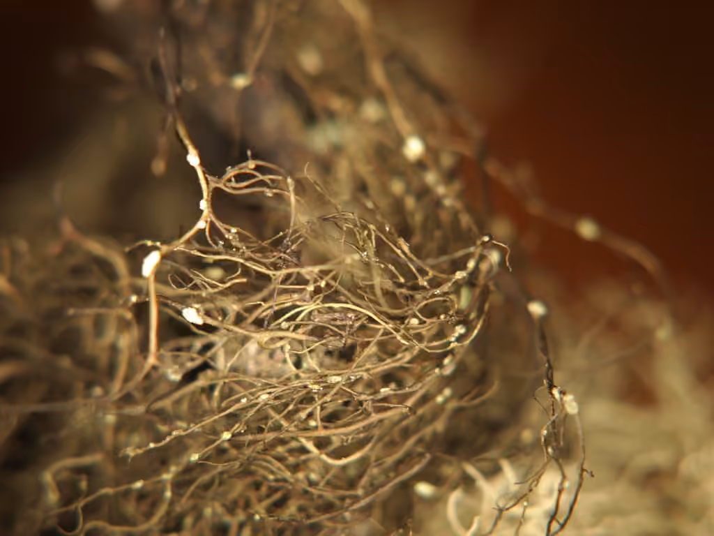 Pale-footed Horsehair Lichen, photo 3 of 5