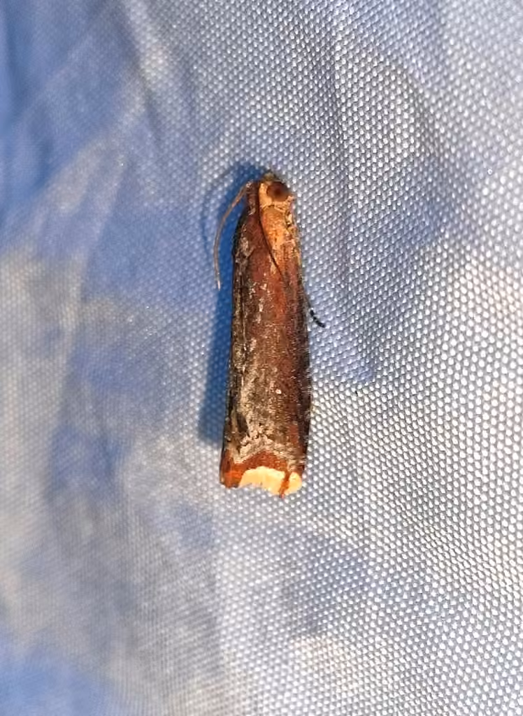 Inimical Borer Moth, photo 3 sur 5