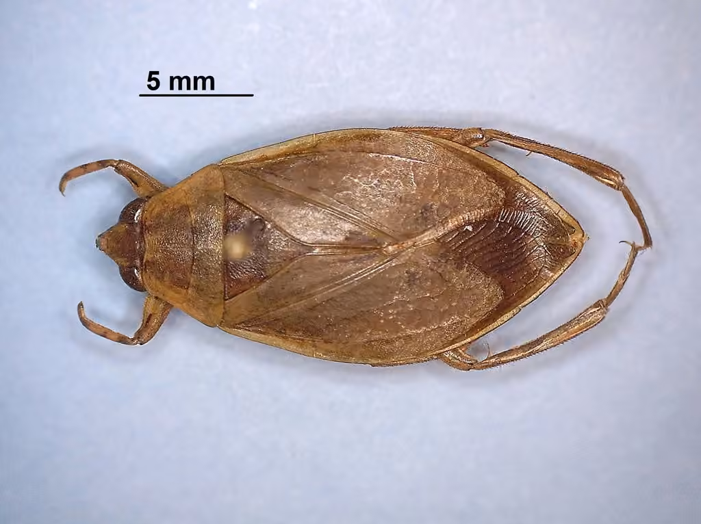 River belostoma