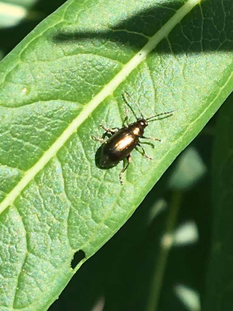 Bronze flea beetle, photo 3 of 5