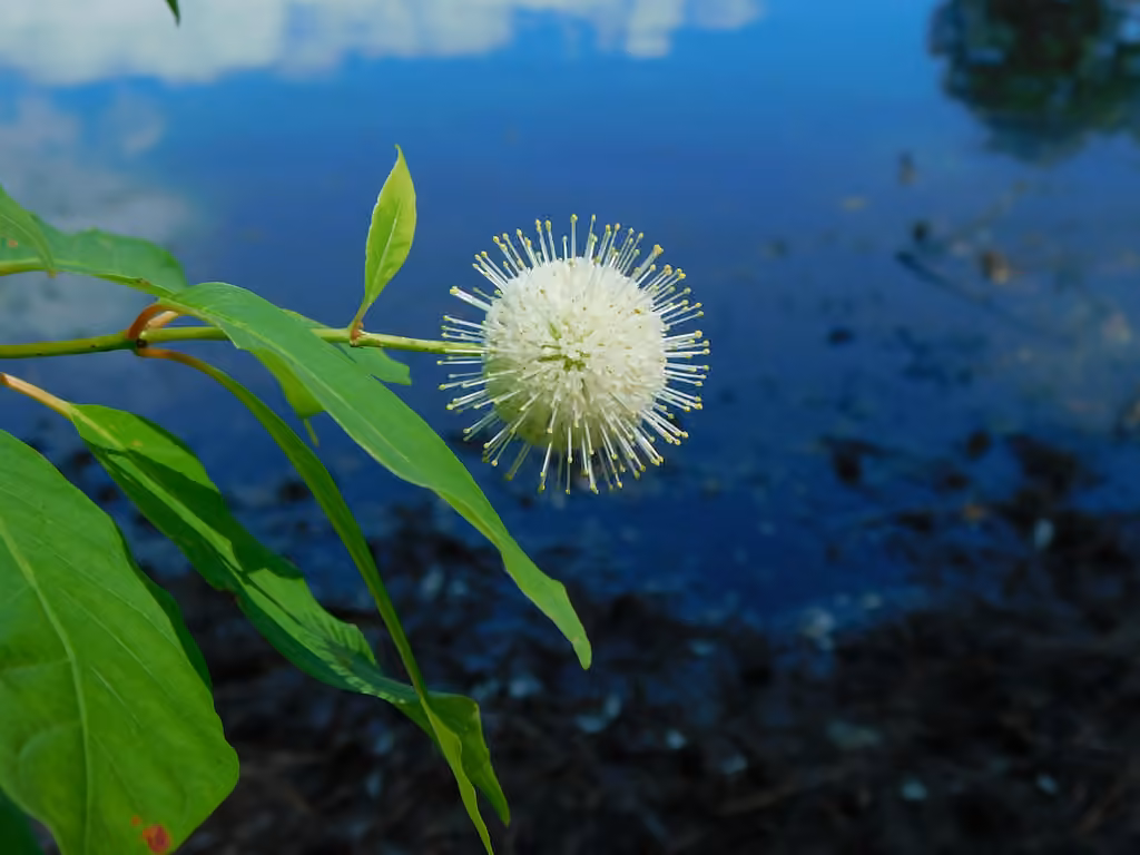 Buttonbush