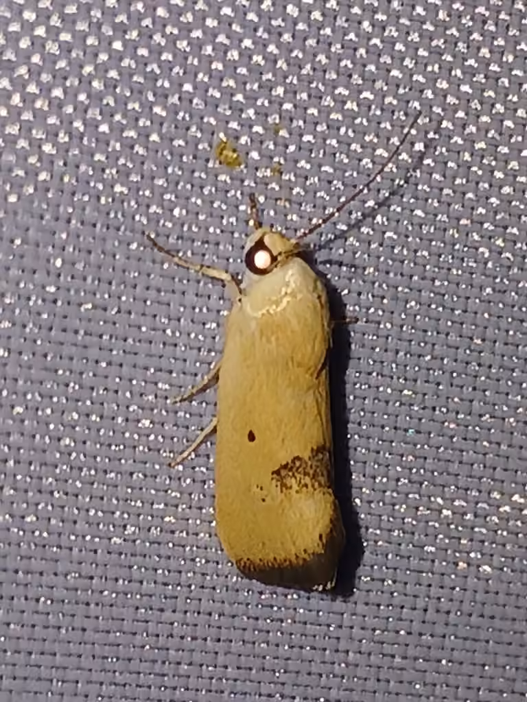 Yellowish Bird-dropping Moth, Adulte