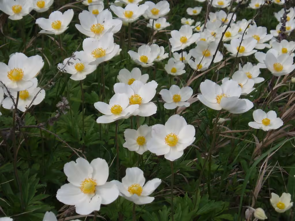 Snowdrop windflower, photo 1 of 5