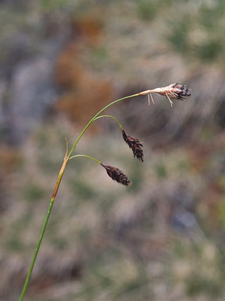 Shortleaved sedge, photo 3 of 5