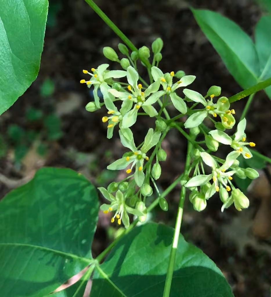 Hoptree