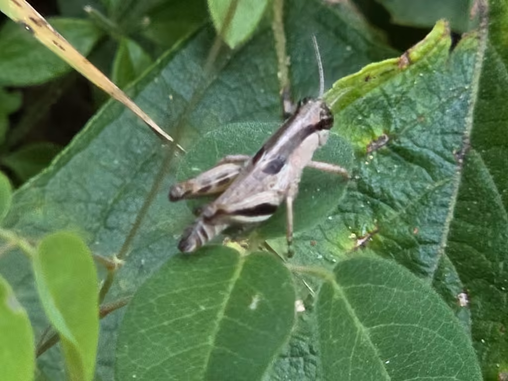 Keeler's Spur-throat Grasshopper, Nymph