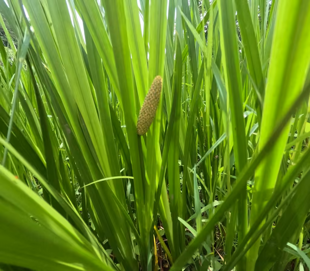 Calamus, Flower buds