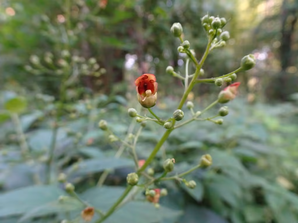 Maryland figwort, In flower