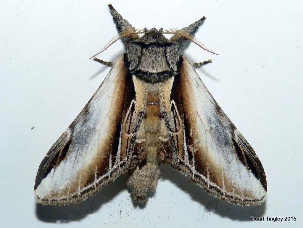 Black-rimmed Prominent