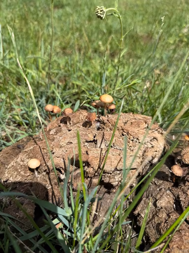 dung-loving Deconica, photo 3 of 5