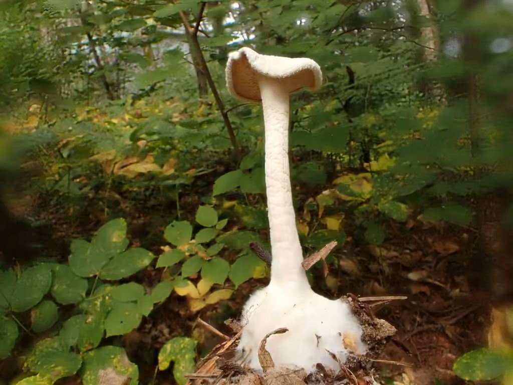Trunk Funnel, photo 2 of 5