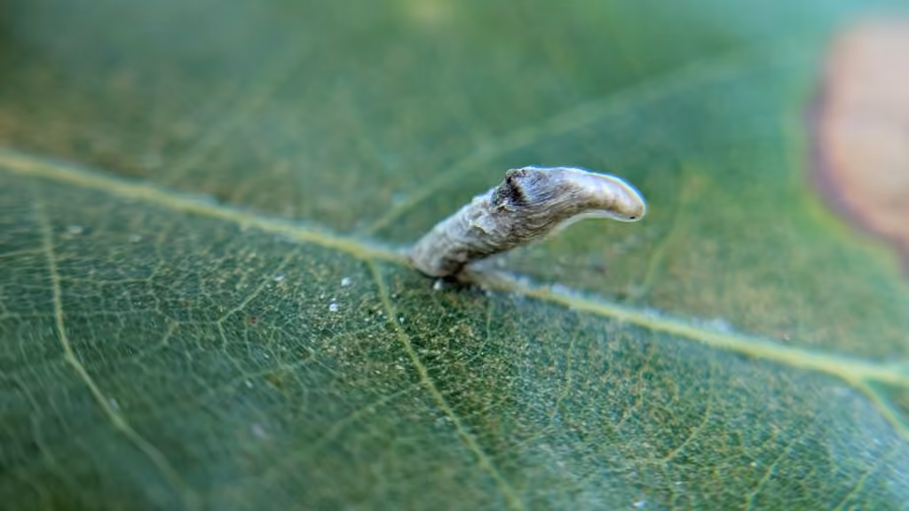 Coleophora querciella, Pupe
