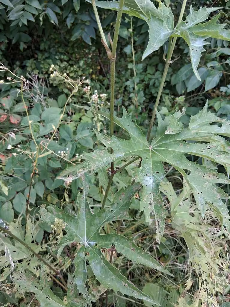 Glade mallow, In fruit