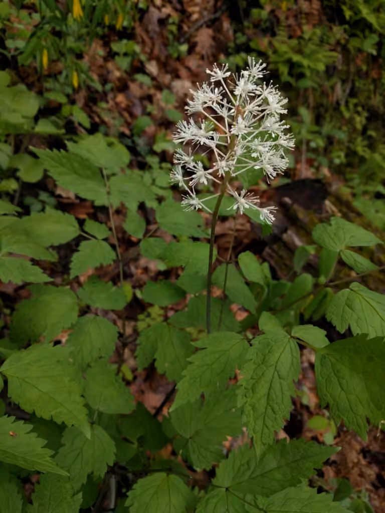 Red baneberry