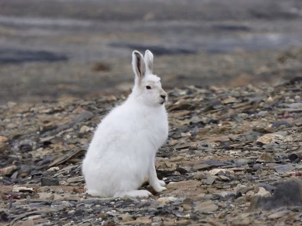 Arctic Hare, Adult