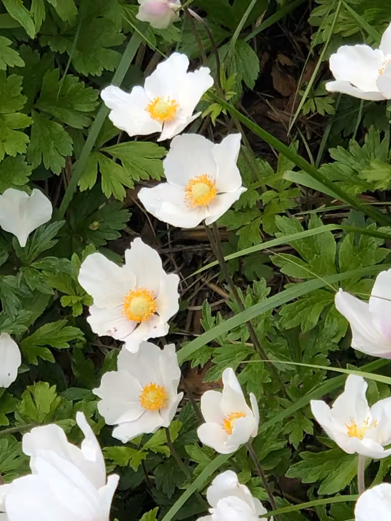 Snowdrop windflower, In flower
