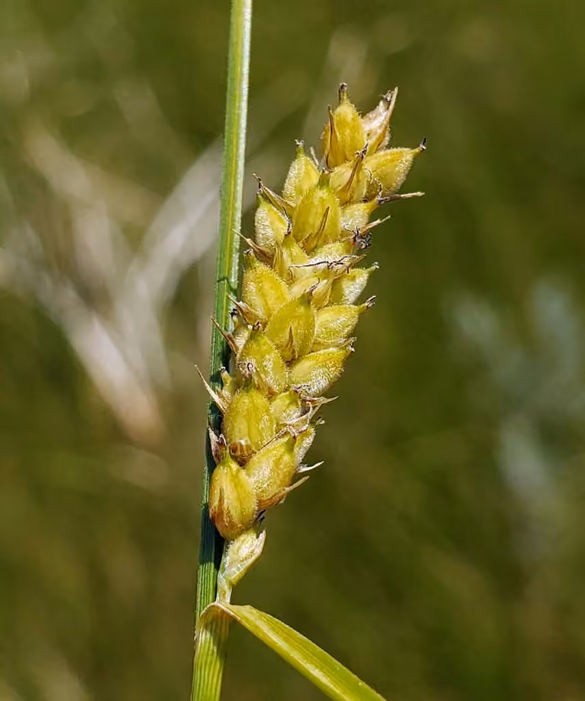 Woolly sedge, photo 3 of 5