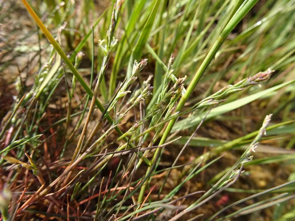 Dwarf alkaligrass, photo 3 of 5