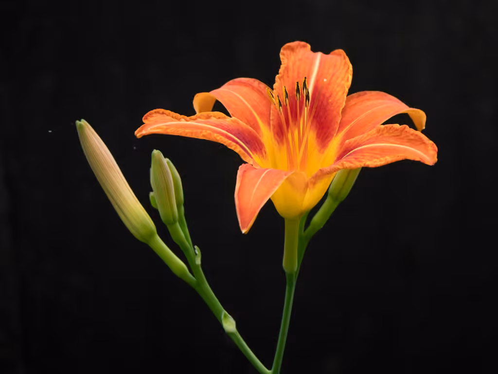 Orange daylily