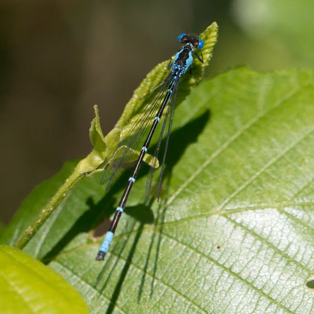 Aurora Damsel, Male