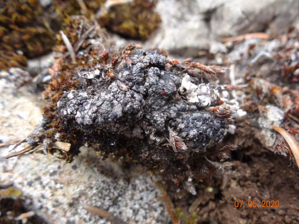 Brown Earth-crust Lichen, photo 1 of 5