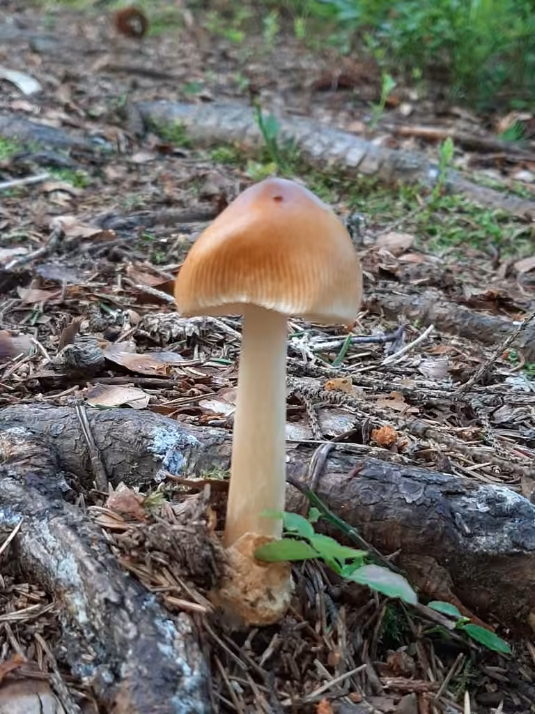 Tawny Grisette, photo 2 of 5