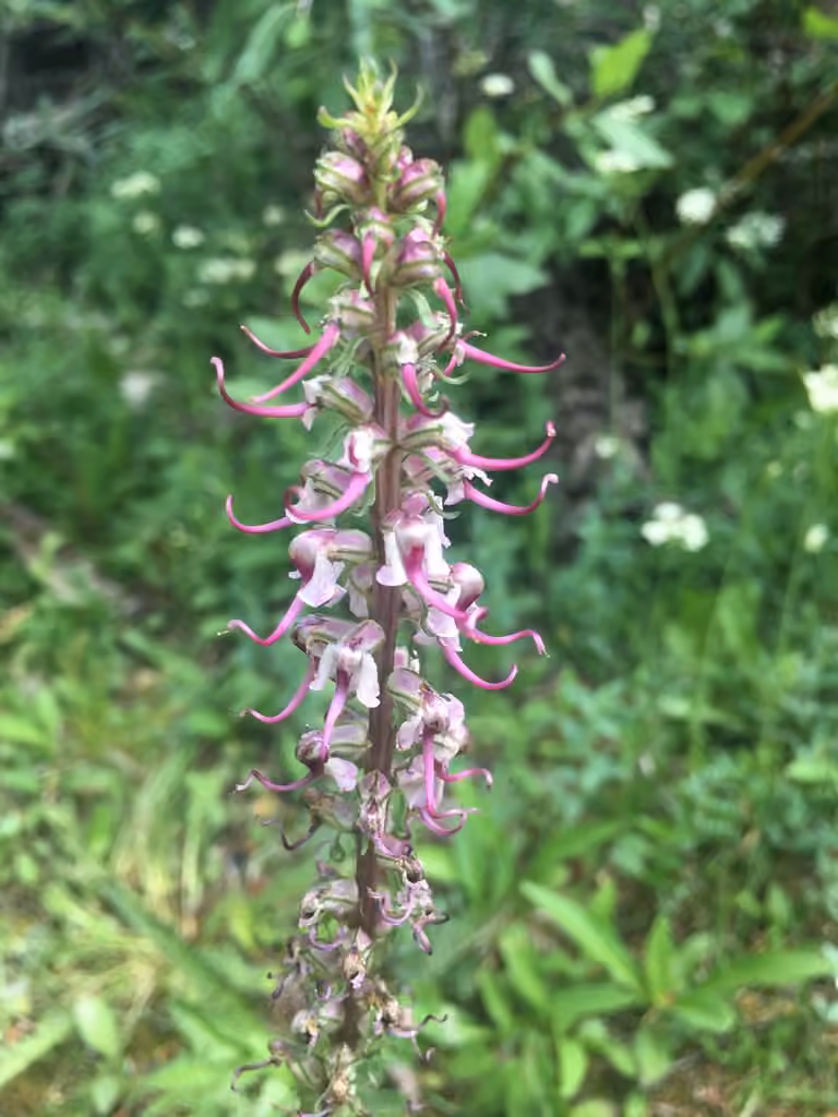 Elephanthead lousewort, In fruit