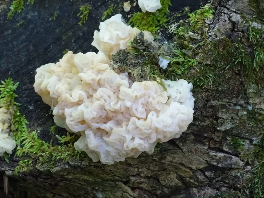 white jelly fungus