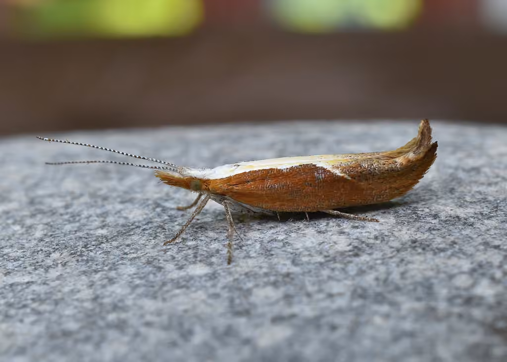 Honeysuckle Moth