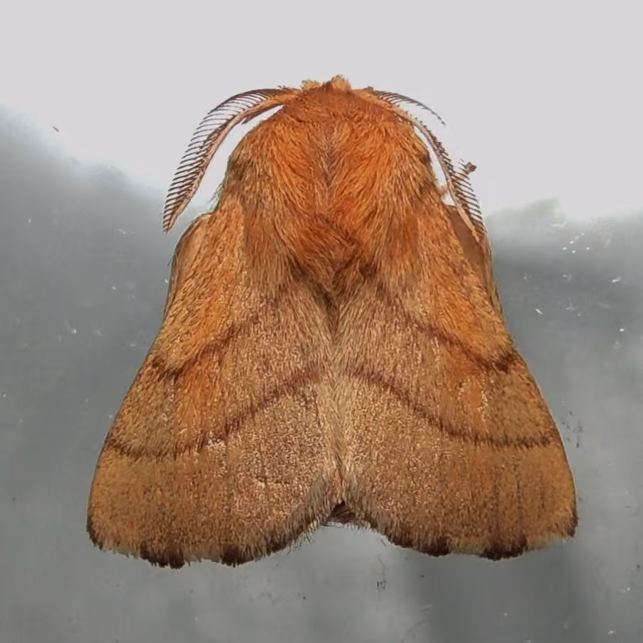Forest Tent Caterpillar Moth