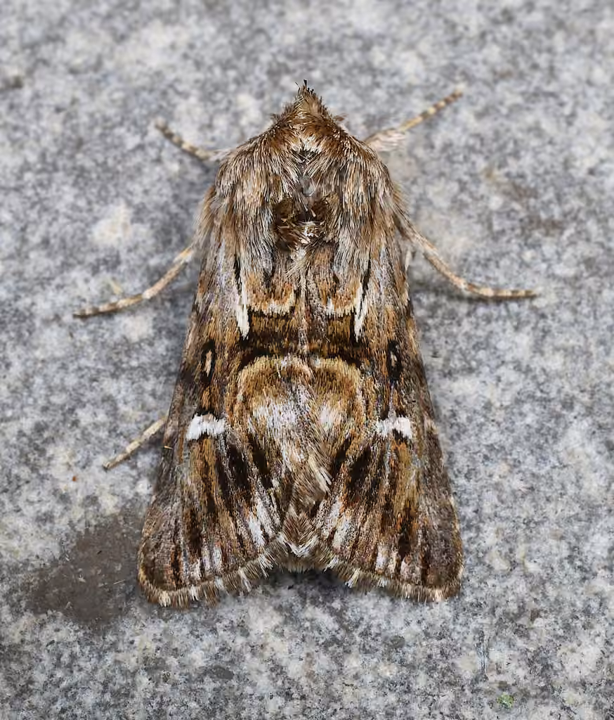 Toadflax Brocade Moth, photo 1 of 5