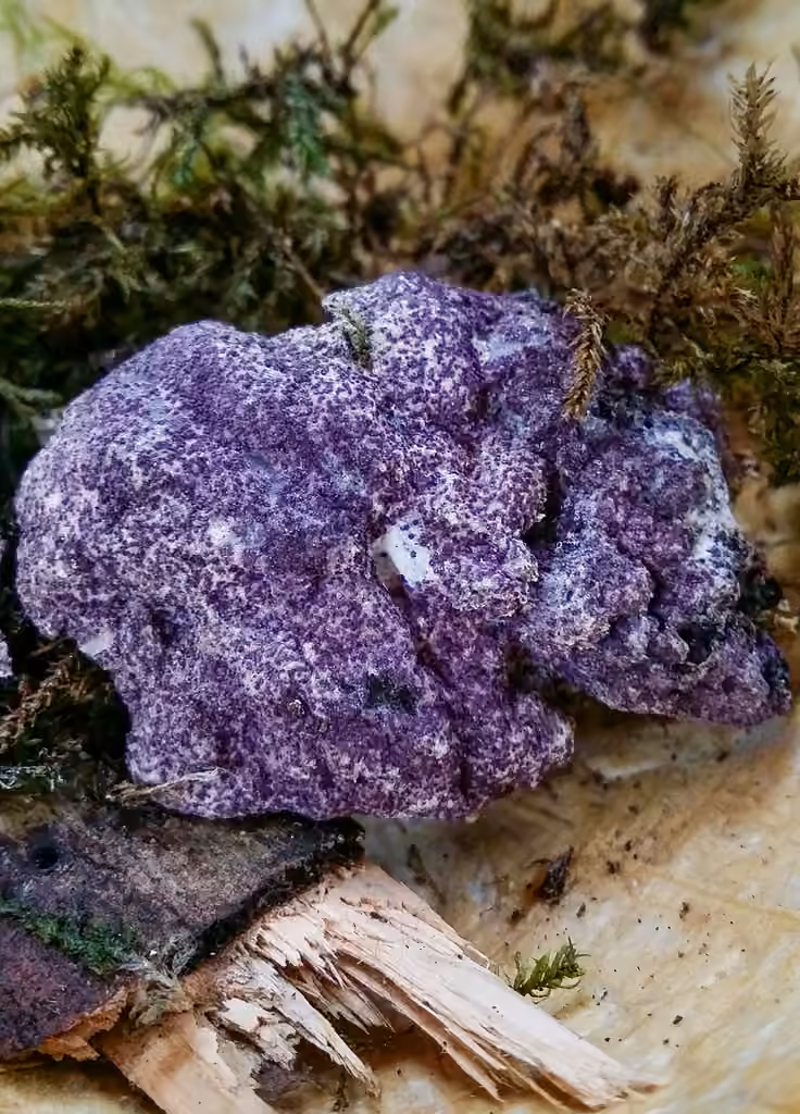 Nectriopsis violacea