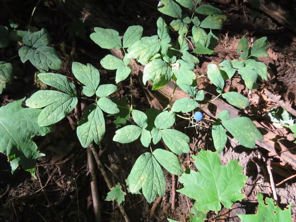 Caulophylle géant, En fruits
