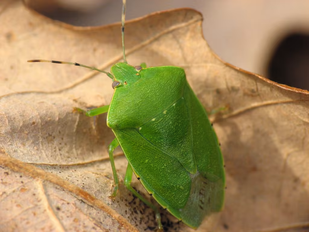 Green Stink Bug