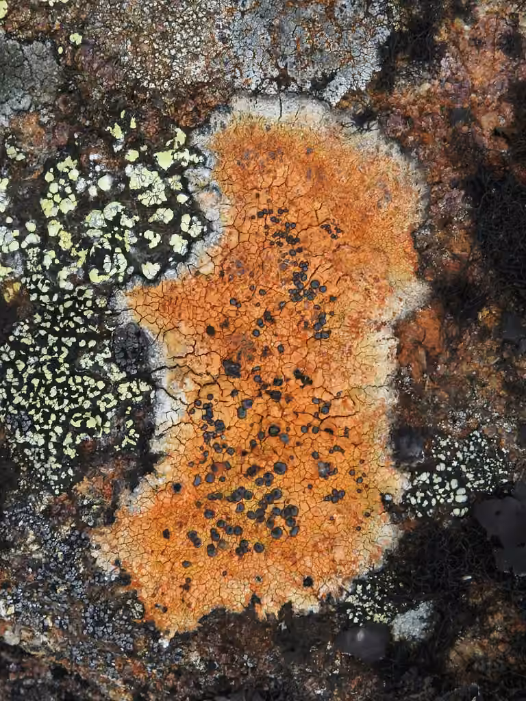 Orange Boulder Lichen, photo 1 of 5