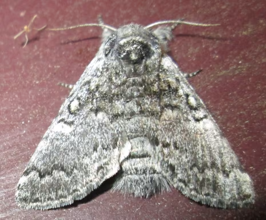 Close-banded Yellowhorn, photo 3 sur 5