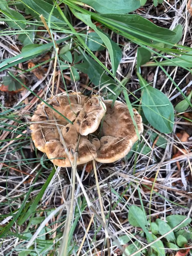 Velvet Rosette, photo 2 of 5