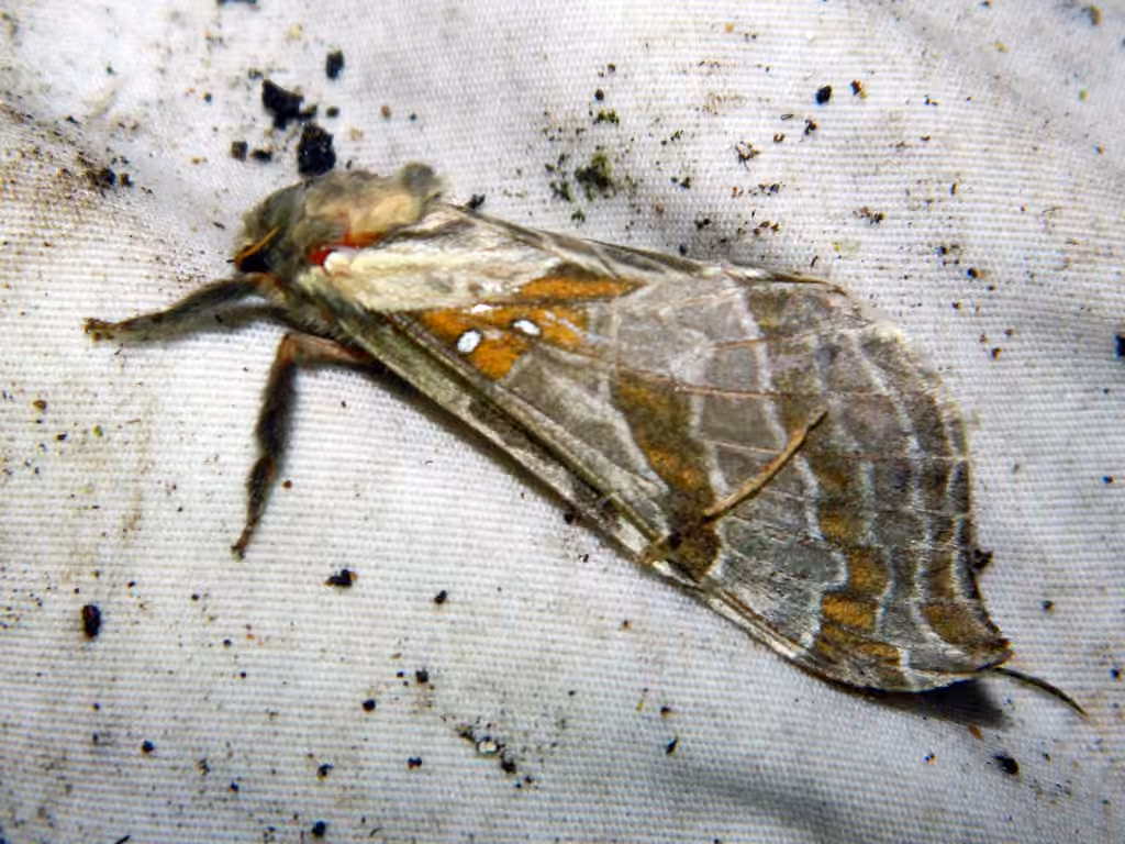 Silver-spotted Ghost Moth, Adult