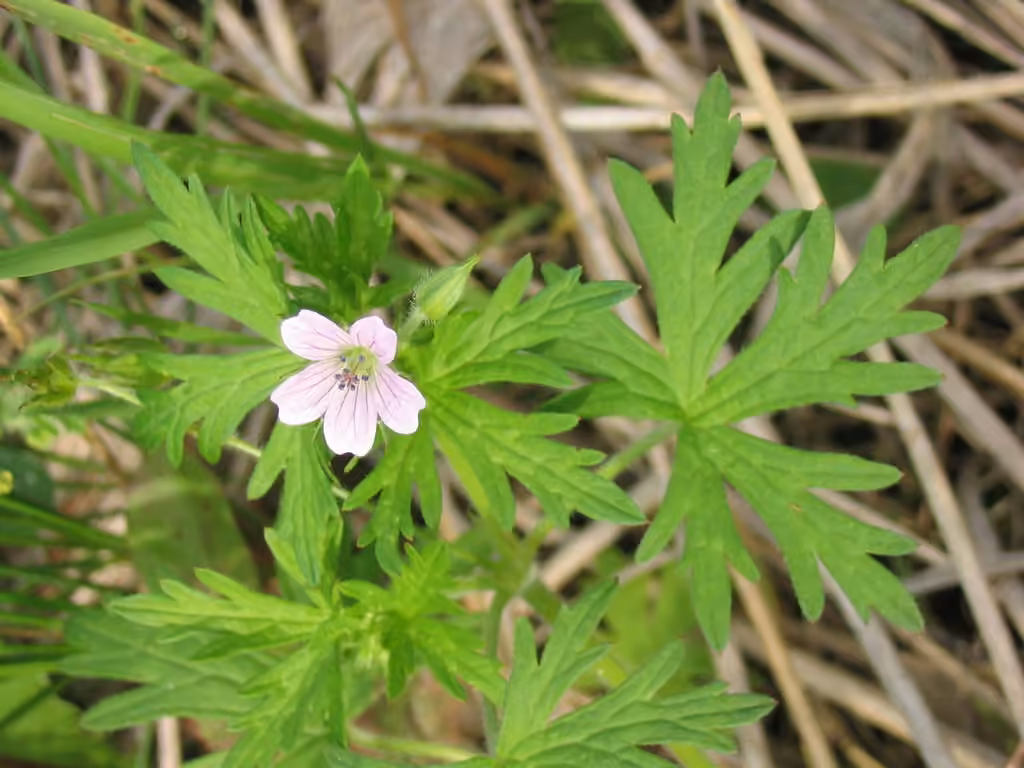 Bicknell's cranesbill