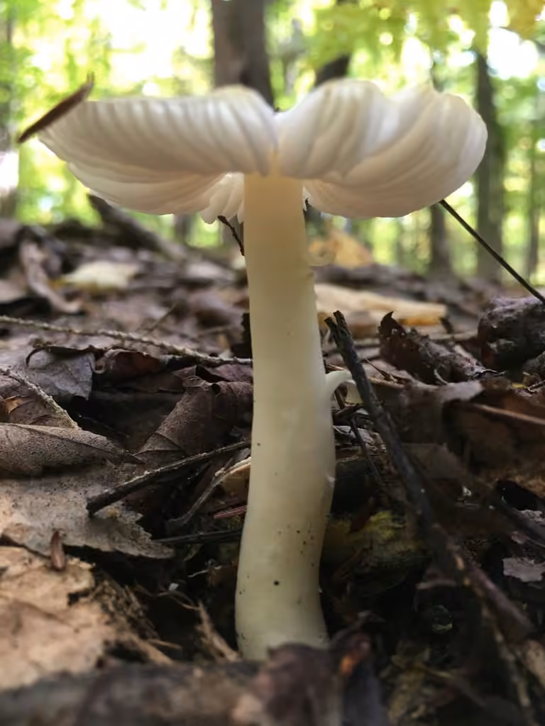 Hygrophore pur, photo 3 sur 5