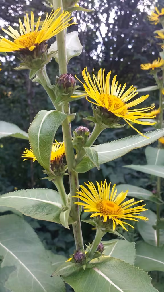 Indian elecampane, In flower