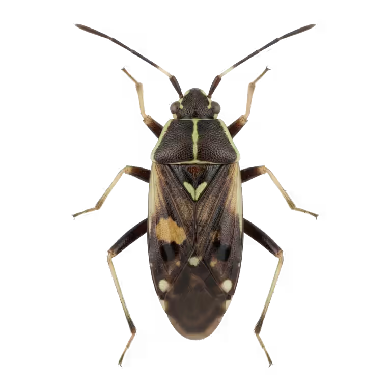 Polymerus cognatus, illustration