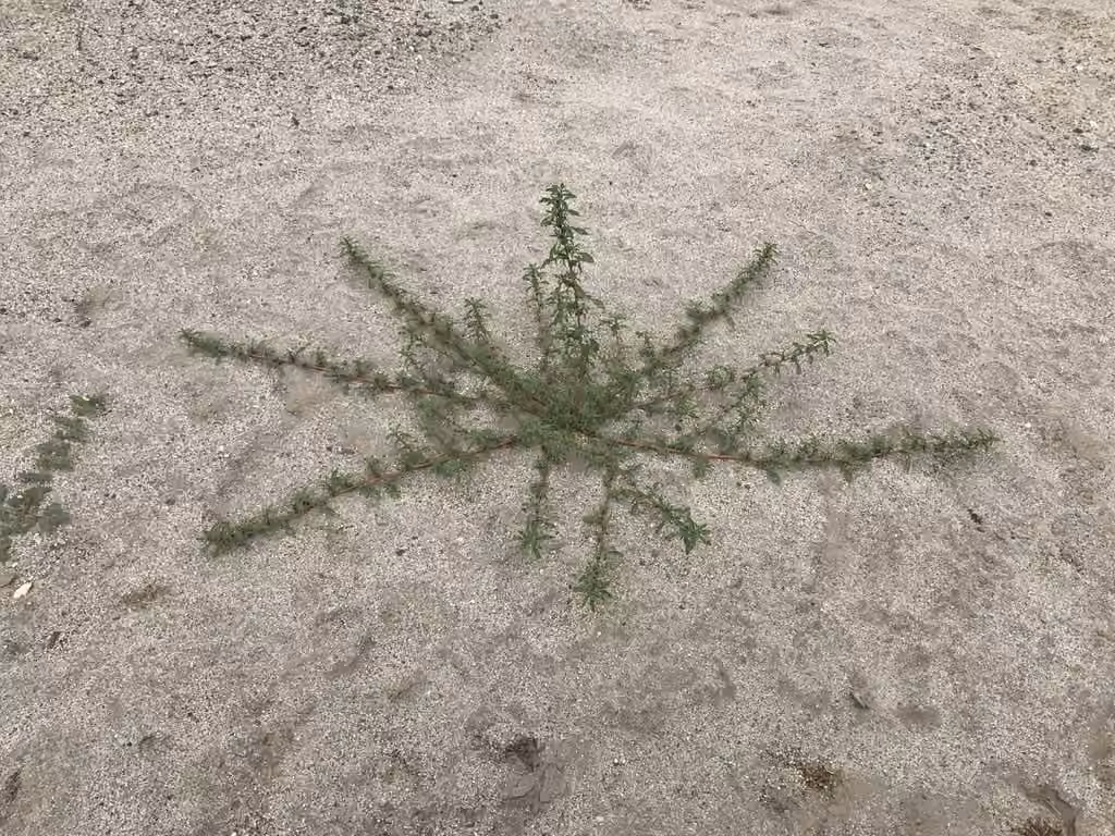 Mat amaranth, photo 1 of 5